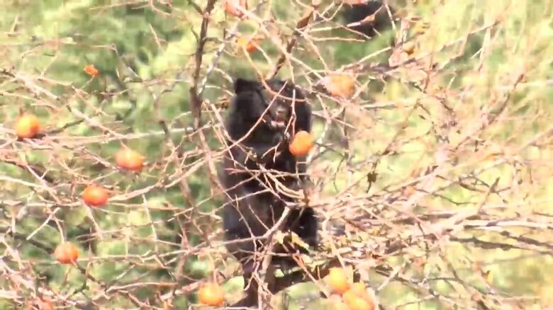 2日連続で同じ柿の木に出没、柿の実を食べるクマ