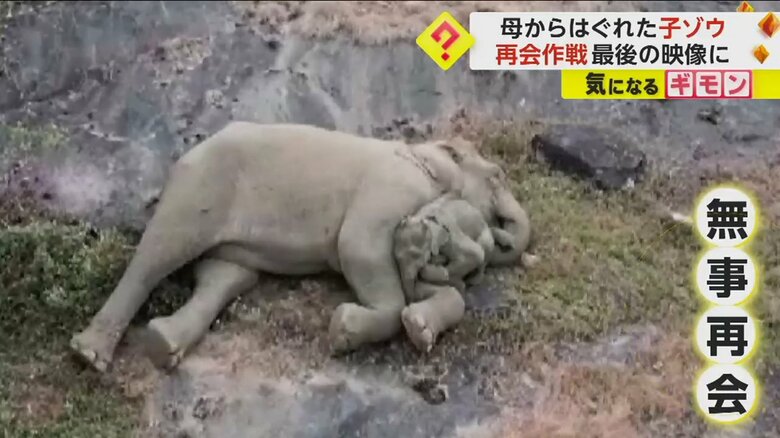 無事再会し、昼寝する母親に甘えるように、体をすり寄せていたゾウ