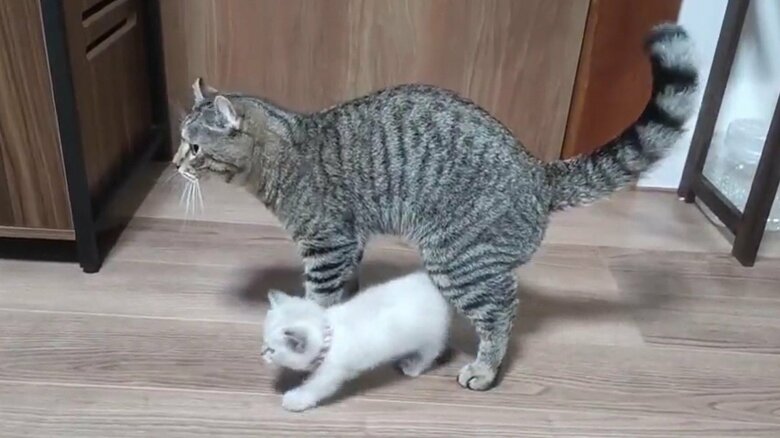 そのうち、らむねちゃんは、ぽてぽてと歩き出した