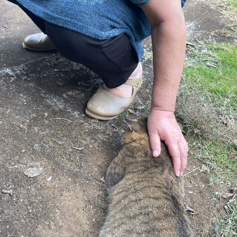 なでられている様子