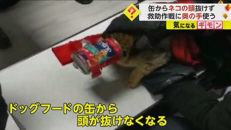 ドッグフードの缶から、頭が抜けなくなったネコ