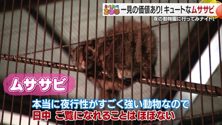 夜の動物園ならではの姿