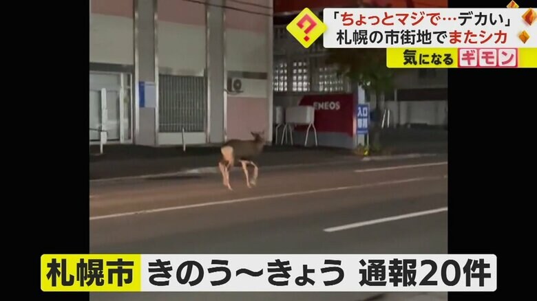 19日から20日までの間で、シカ出没の通報が20件あった札幌市中央区