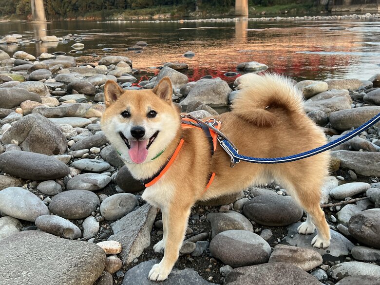 提供：柴犬ふう太さん