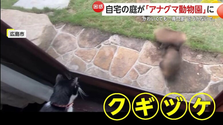 ネコちゃんもくぎ付けの普段と違う庭の様子