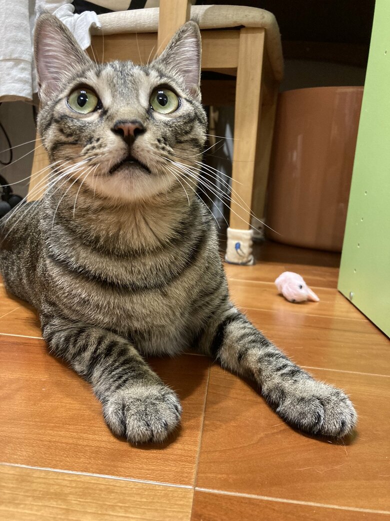 提供：かぎしっぽすず&つむぎさん