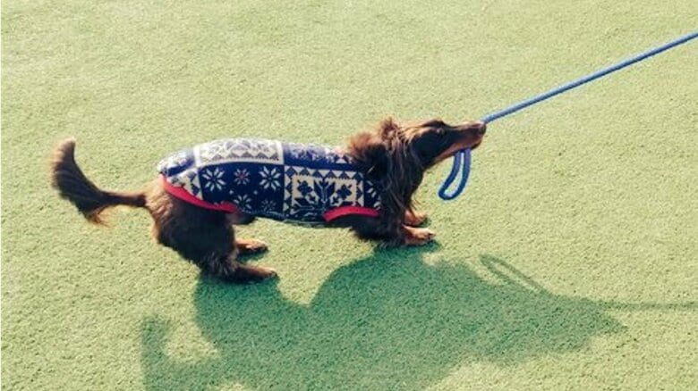 リードを引っ張るのは、友達のアポロくん