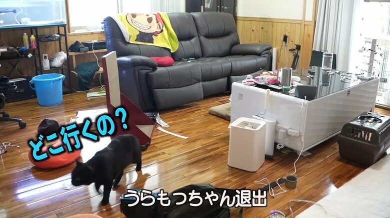 釣りのうらもっちゃんねるさんが退出すると、にゃあにゃあと声をあげる