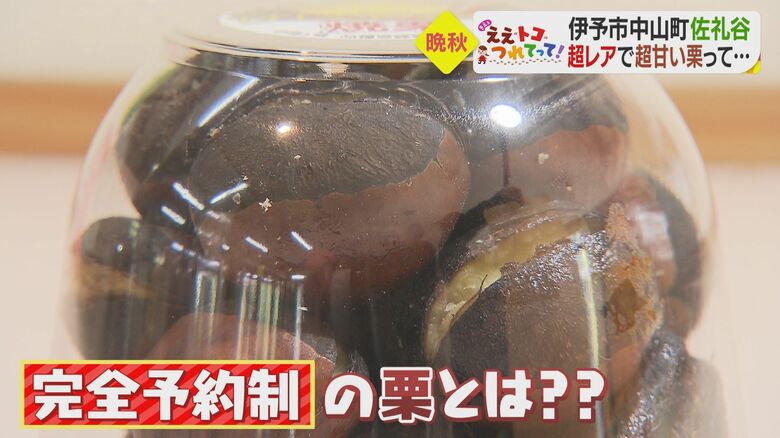 レアな栗「サレヤ金吉」