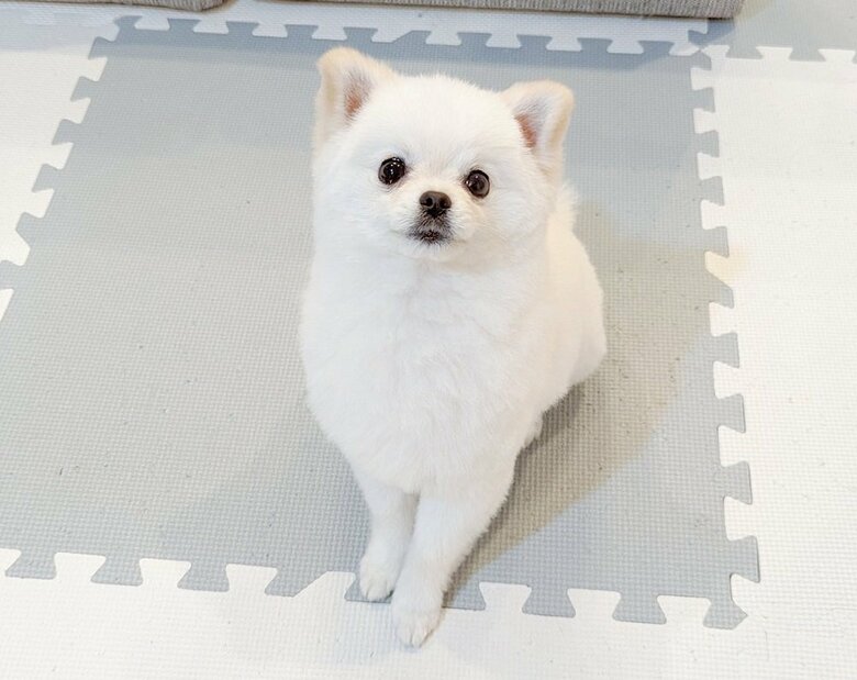オヤツ待ち中