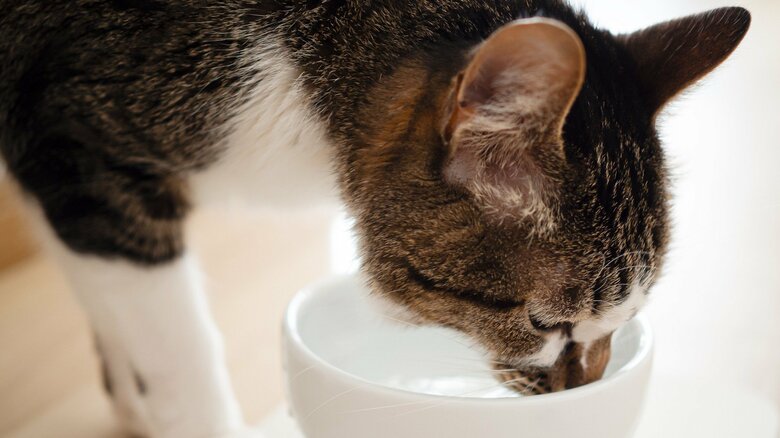 新鮮な水も忘れずに（画像はイメージ）