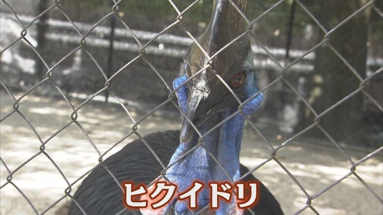 ダチョウに次いで重いというヒクイドリ