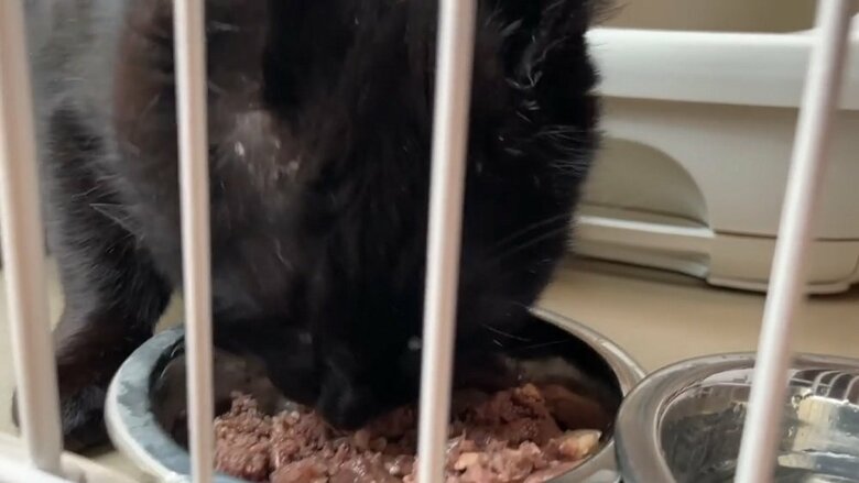 ご飯をあげると早速もぐもぐ食べ始める