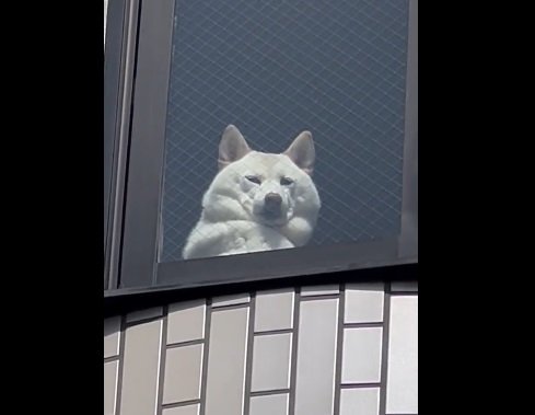 2023年のチョビちゃん