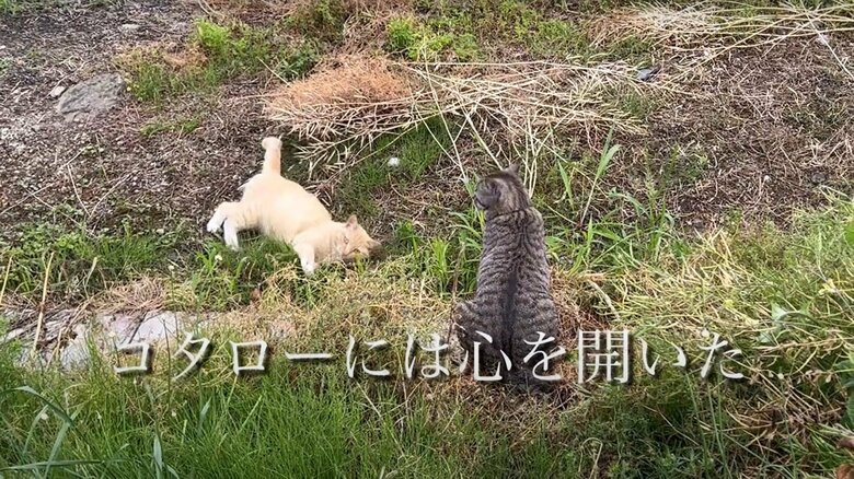 チャミちゃんを迎えるまで（3）