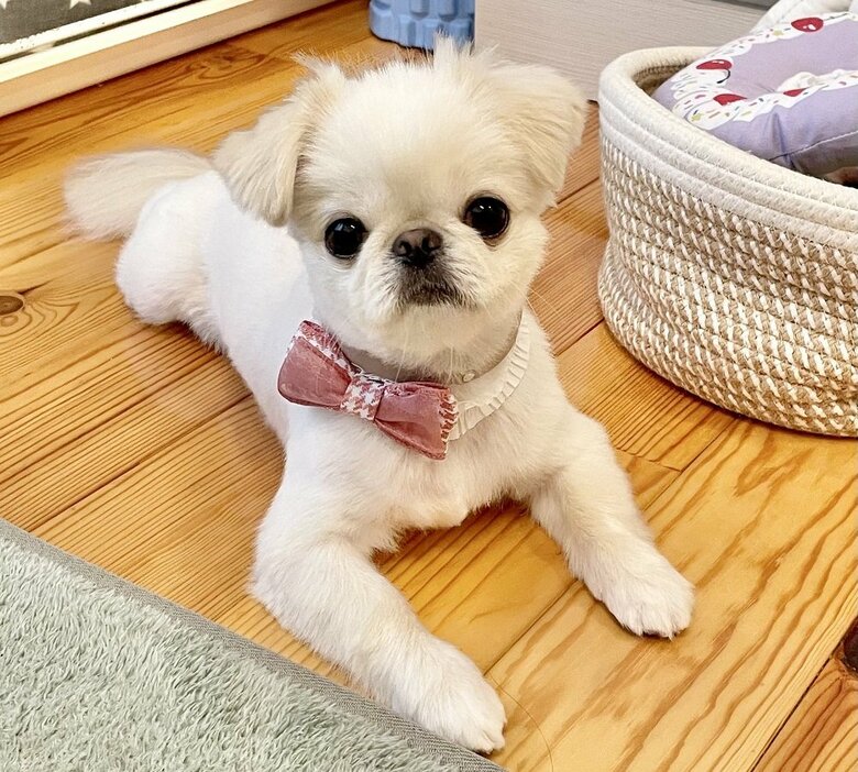 むぎちゃん