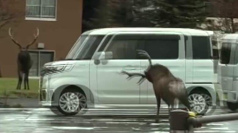 車に角を突き立てるような動きも（撮影：視聴者）