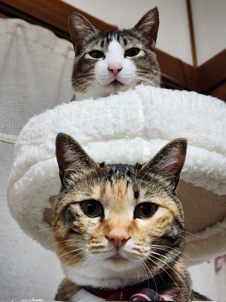 提供：にゃん報さん