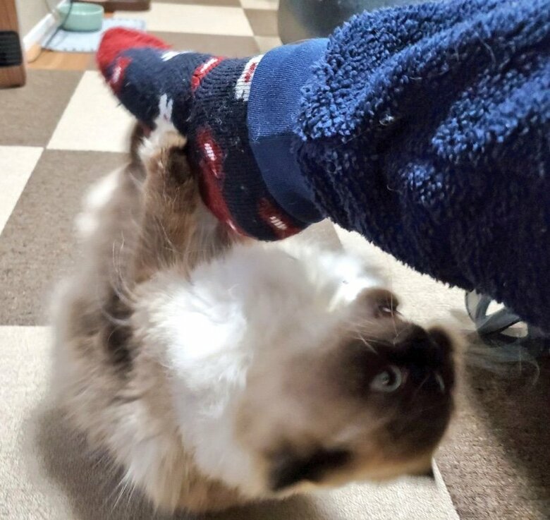 足に手を置いても応えないと、足に絡みついてくる（提供：ねぎまるさん）