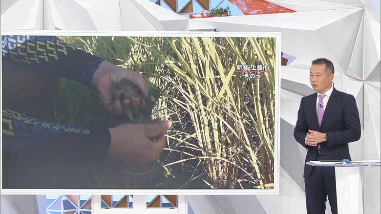 田中良幸リポーター。70年以上新潟で暮らす家族も驚いているという