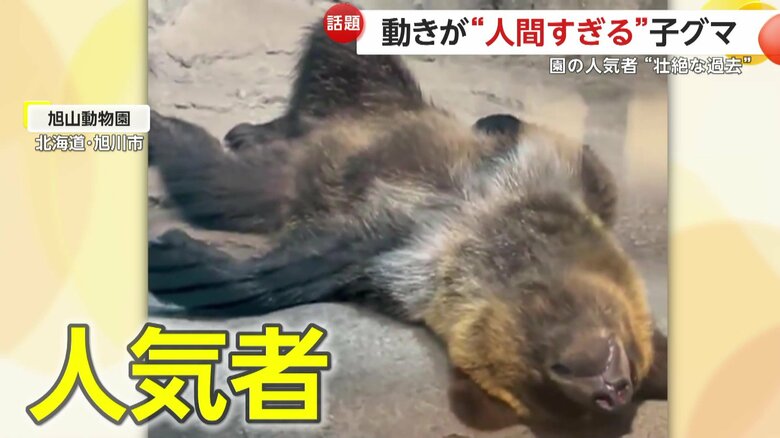 お腹をみせて寝転がるすなすけ（提供：kotori）