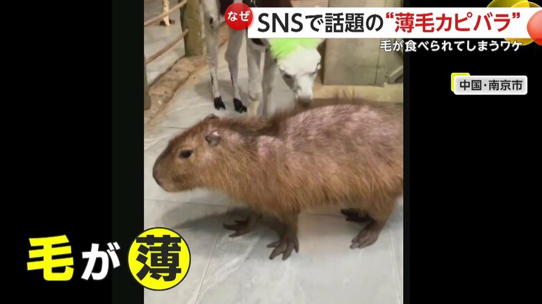 アルパカに毛を食べられ薄毛になったカピパラ（中国SNSより）
