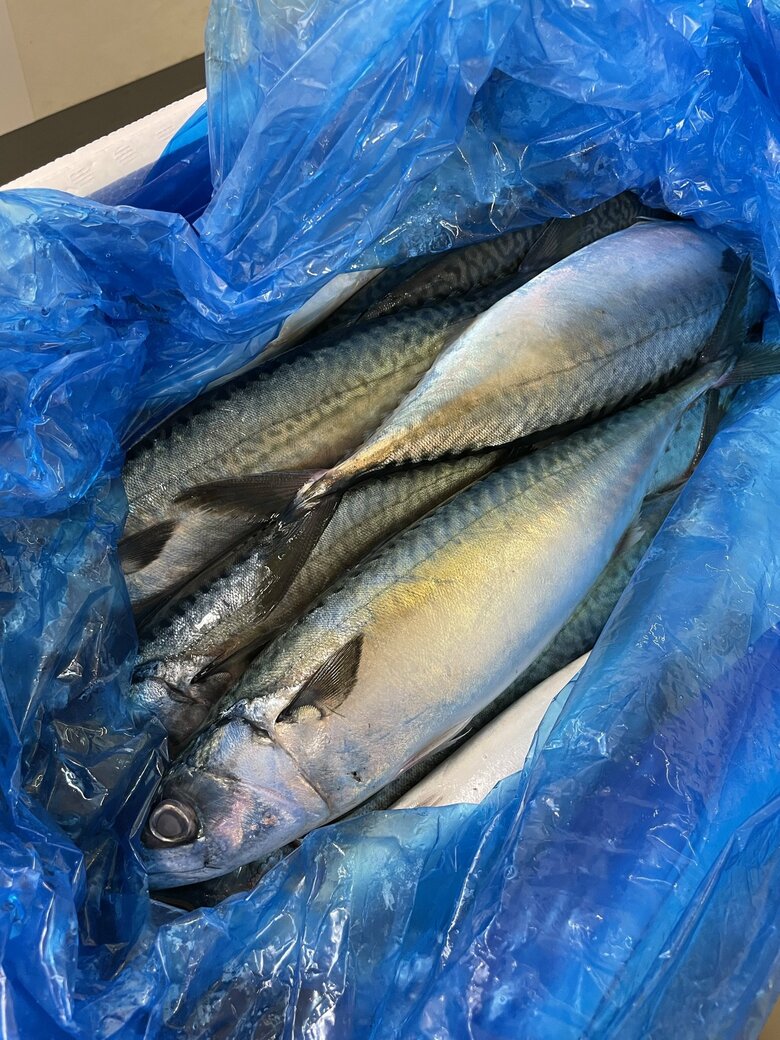 実習で使われたサバ　提供：宮崎大学医学部感染症学講座寄生虫学分野