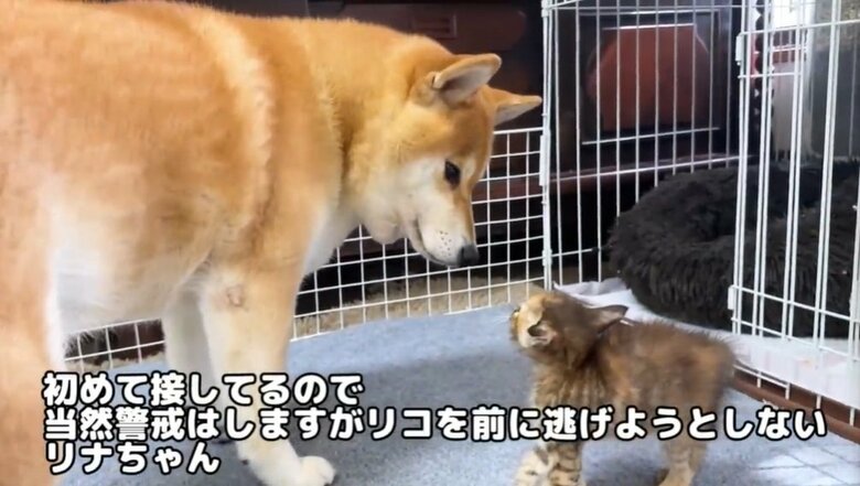 柴犬のリコちゃんと見つめ合う子猫のリナちゃん