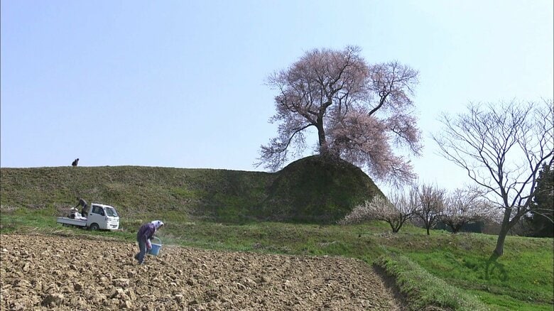田畑の中にある一本桜