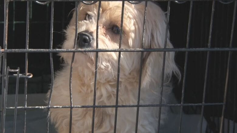 ビション・フリーゼ