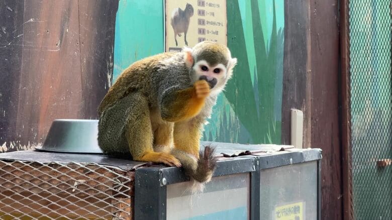 動物の行方は＿（撮影：視聴者）