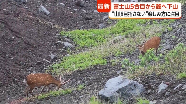 シカに遭遇することも