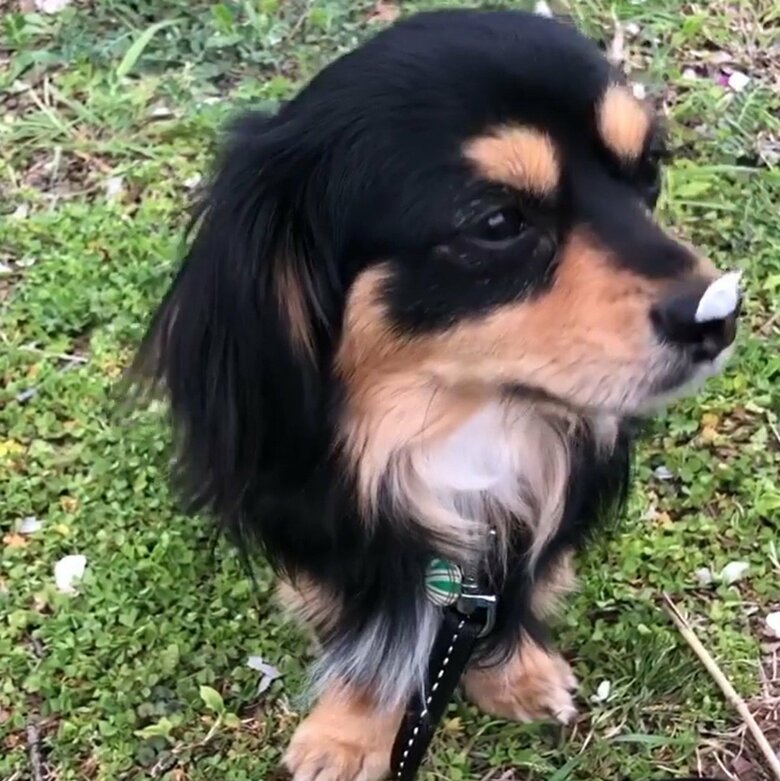 お出かけ中、鼻に花びらがついた時