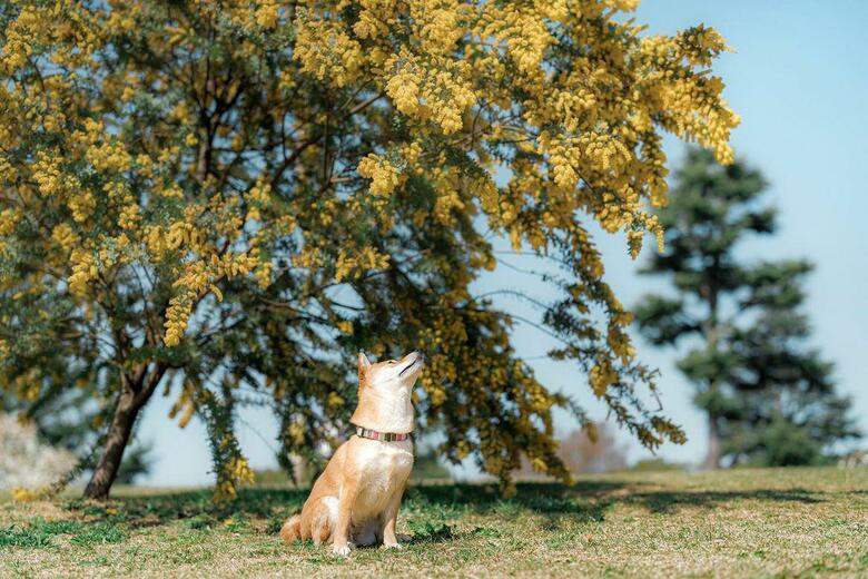 提供：柴犬 むぎさん