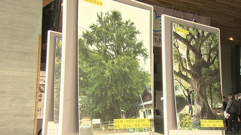「琴（きん）のイチョウ」（対馬市上対馬町）