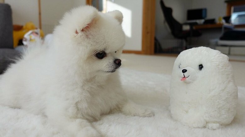 ポメラニアン同士の対面