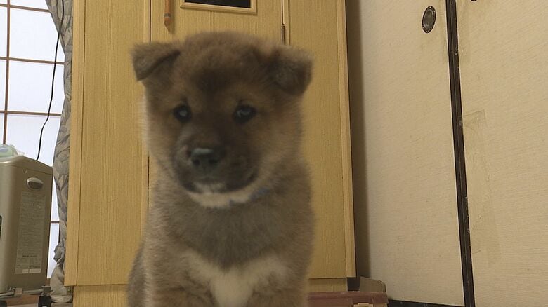柴田さんが愛情を注ぐ柴犬の子ども