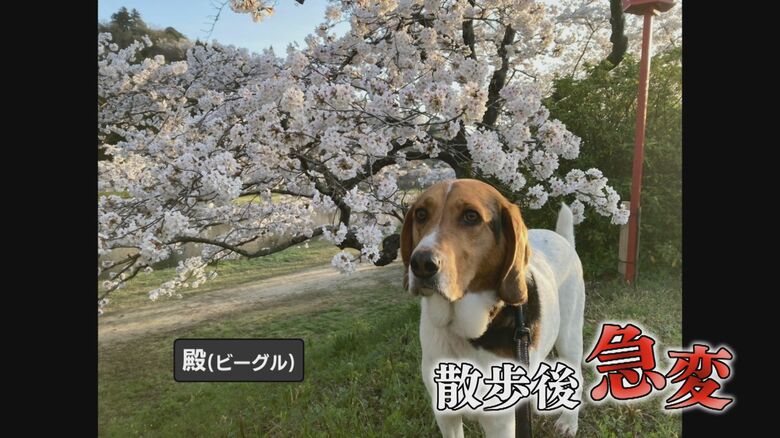 陶山佐知子さんの愛犬「殿」