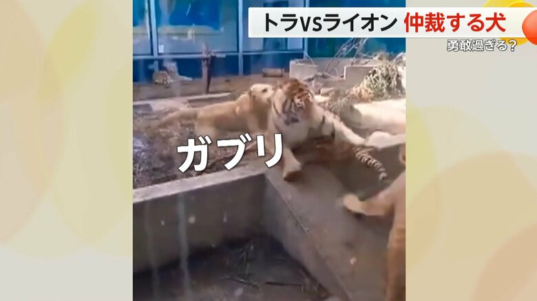 （スペクター・コミュニケーションズ）