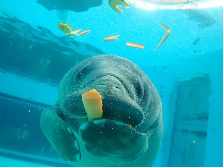 ヒレ上の前脚（前肢）を使ってニンジンを器用に食べるマナティー　キュウ（提供：国営沖縄記念公園（海洋博公園）・沖縄美ら海水族館）
