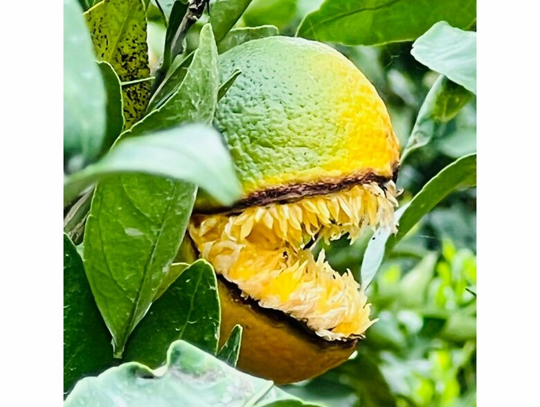 提供：のま果樹園