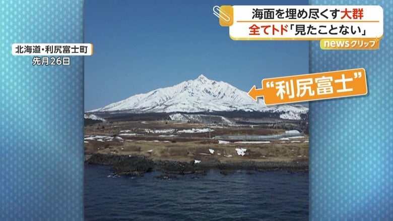 塊となって海を漂っていたトド