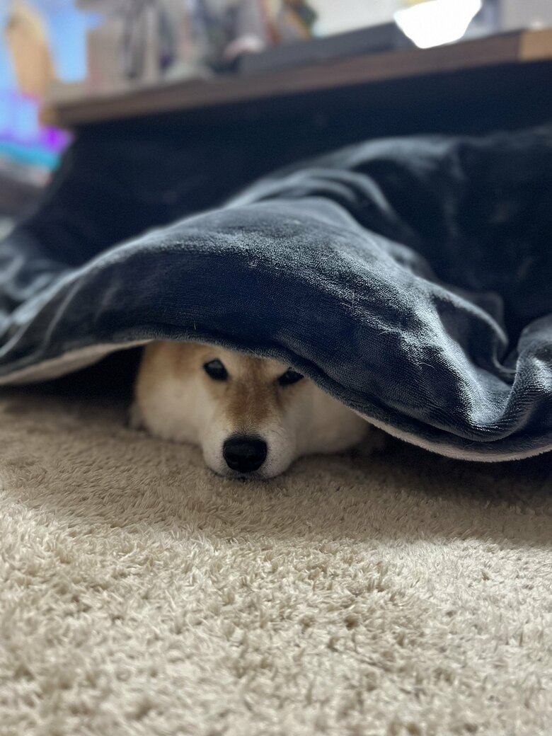 画像提供：柴犬ハナさん