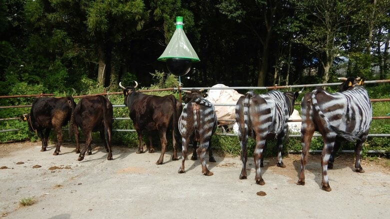 観察の様子（画像提供：置賜総合支庁）