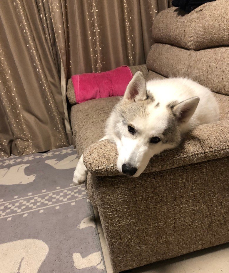 提供：斑柄兄妹（銀太と緋那子）さん