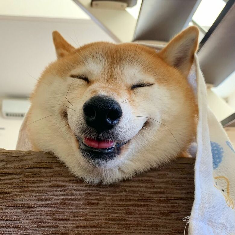 提供：柴犬ハル&雑種すずさん