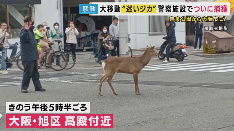 シカ