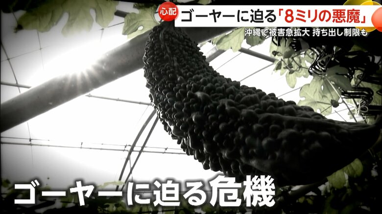 ゴーヤーに迫る危機　沖縄全土に拡大する「8mmの悪魔」