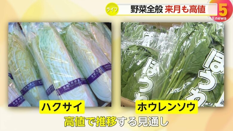 高値で推移する見通しの「ハクサイ」や「ホウレンソウ」の葉物野菜
