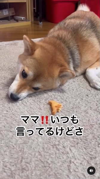 提供：柴犬ゆきちゃん